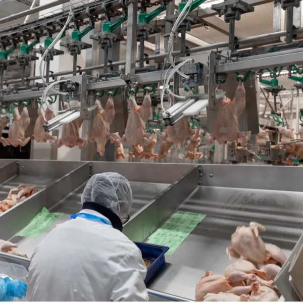 Consistency isn’t optional in poultry processing — it’s everything - Meyn (EN)